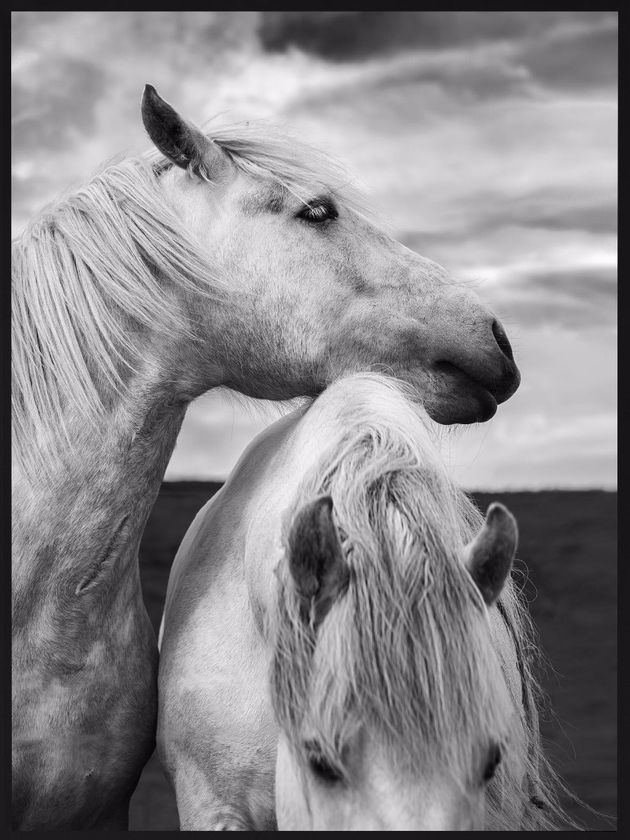 Horses in Scotland Portrait juliste