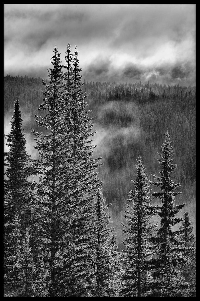 Forest Mountain Valley juliste