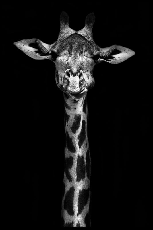Giraffe Portrait Black & White juliste