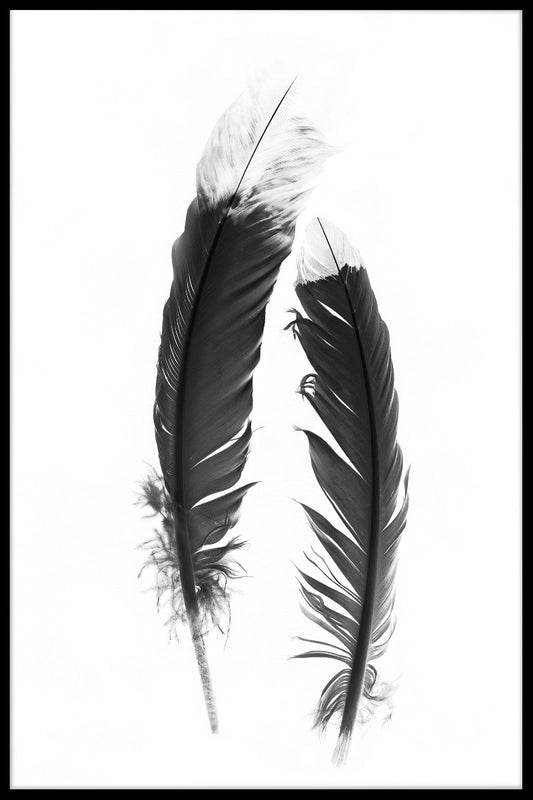 Feather Black & White juliste