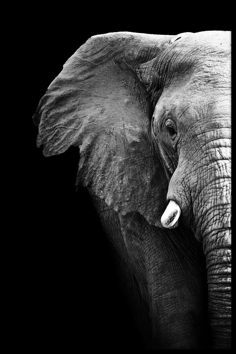 Elephant Portrait Black & White juliste