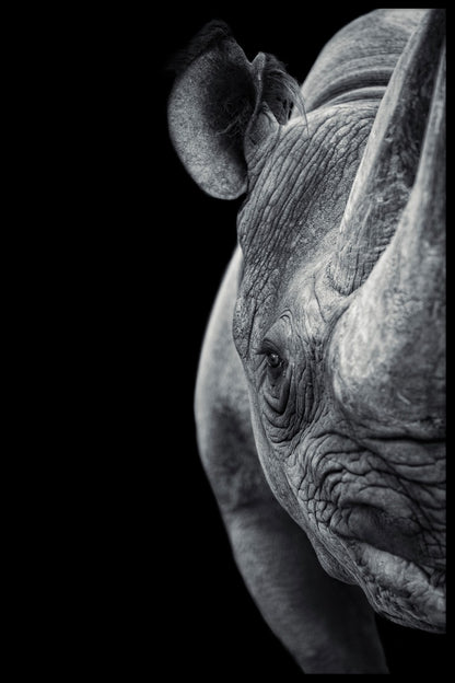 Rhino-juliste-12008