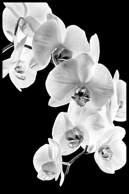 Phalaenopsis Orchid juliste