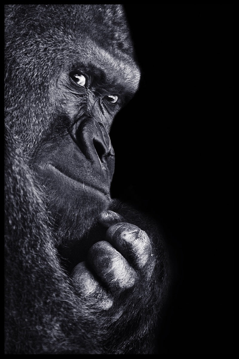 Gorilla Portrait juliste