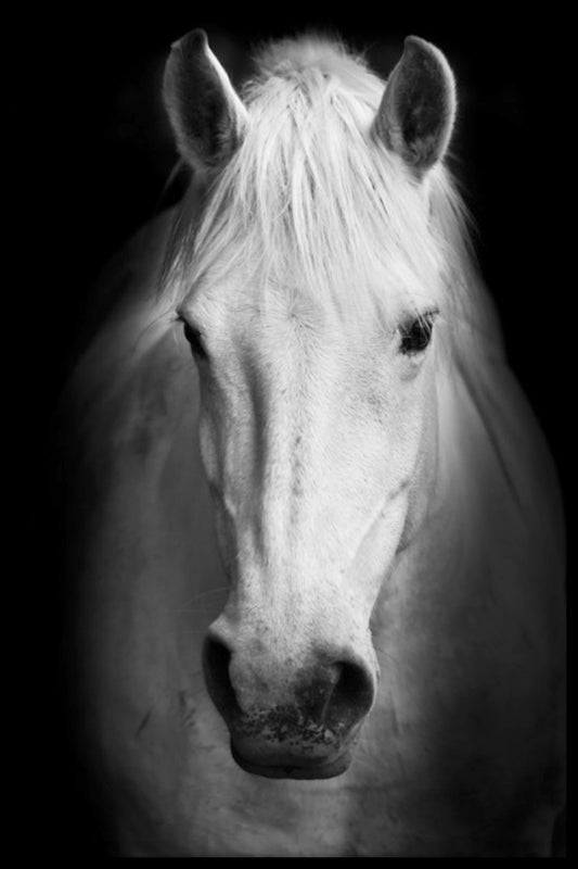 White Horse Portrait juliste