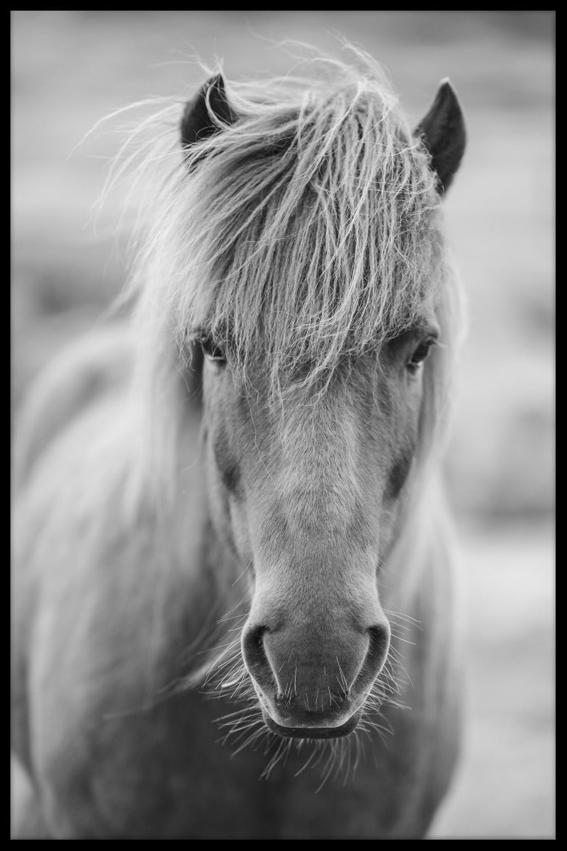 Icelandic Horse Portrait juliste