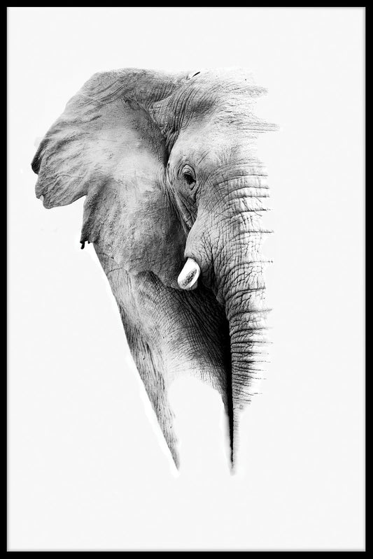 Elephant White Portrait juliste