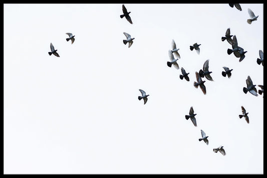 Flock of Birds juliste