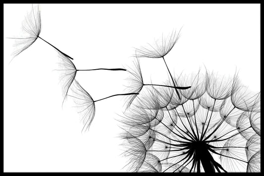 Dandelion Black & White juliste