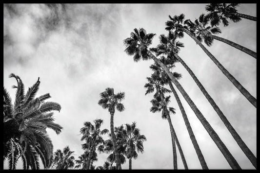 Palm Trees Black & White juliste