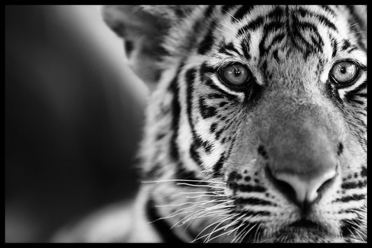 Tiger Black & White juliste