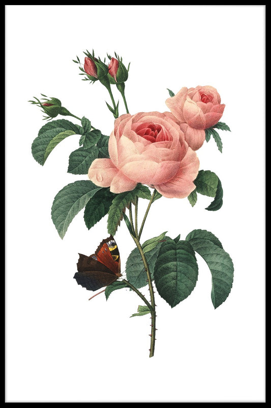 Rosa Centifolia Redoute Flower juliste