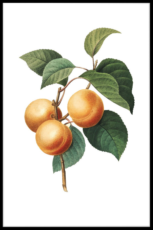 Vintage Apricot Illustration juliste
