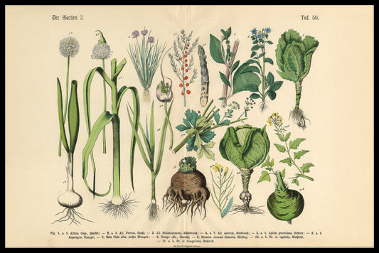 Victorian Botanical Illustration juliste