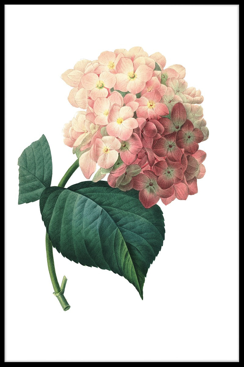 Hortensia Flower juliste