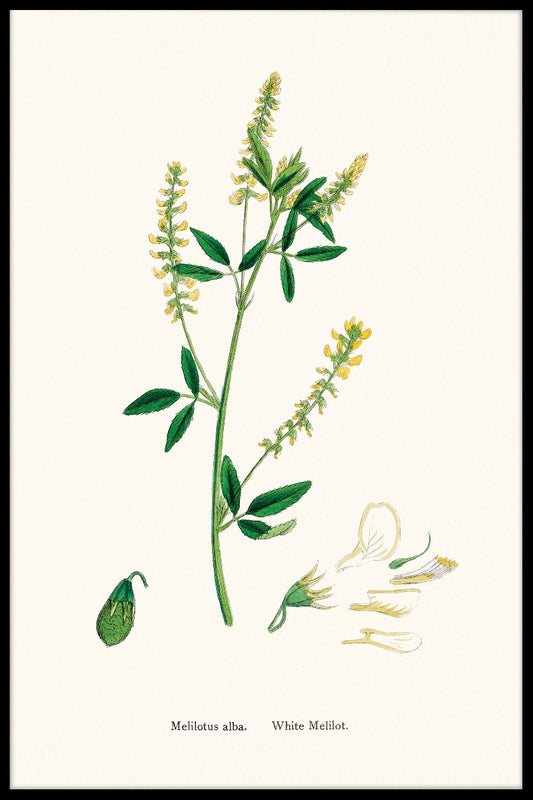 Melilotus Albus juliste