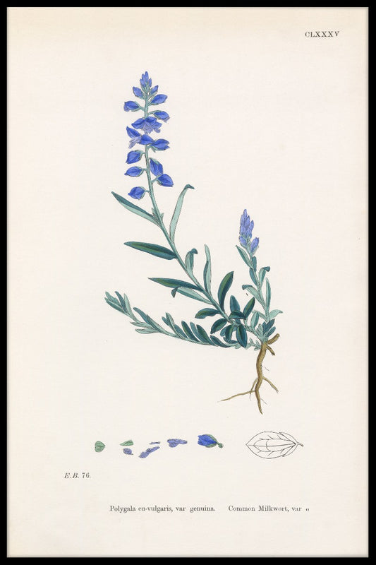 Polygala Vulgaris juliste