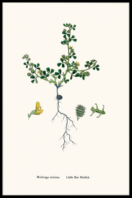 Medicago Minima juliste