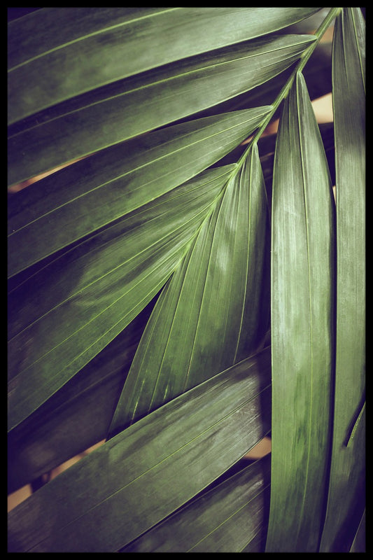 Rain-forest Leaves juliste