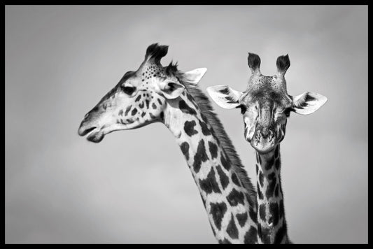 Two Giraffes juliste