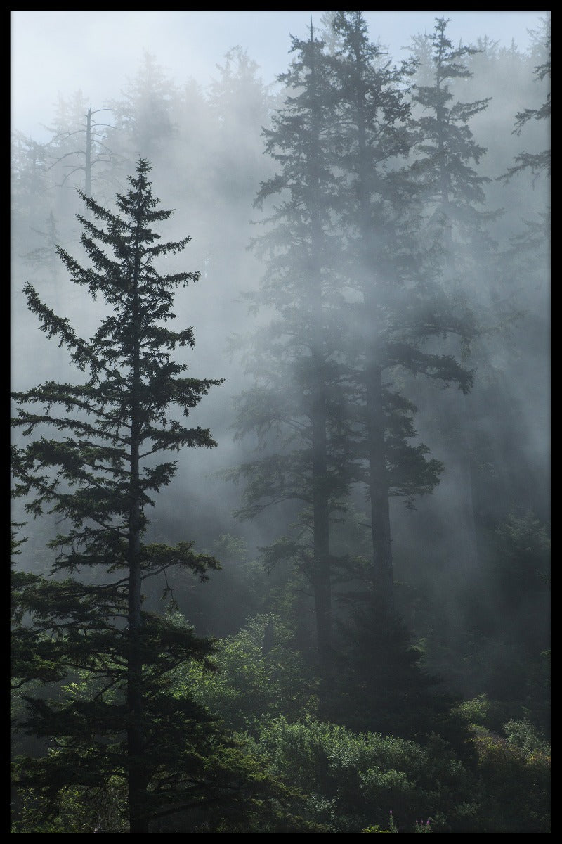 Fog in Evergreen Forest juliste