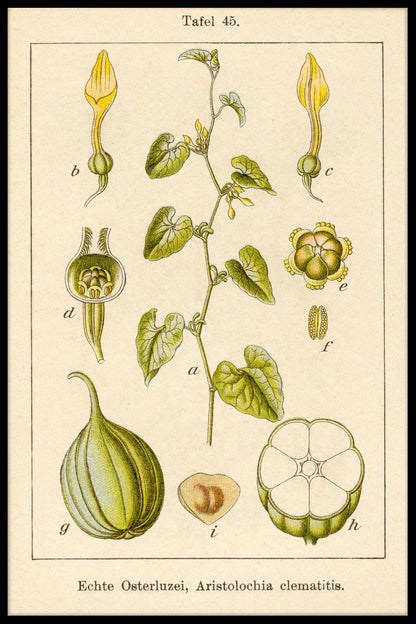 Antique Flower Illustration Birthwort juliste