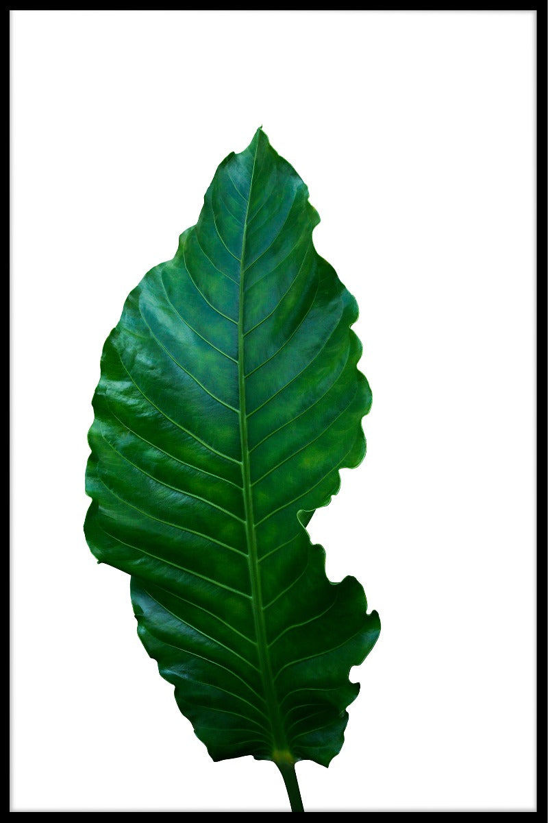 Green Leaf White juliste