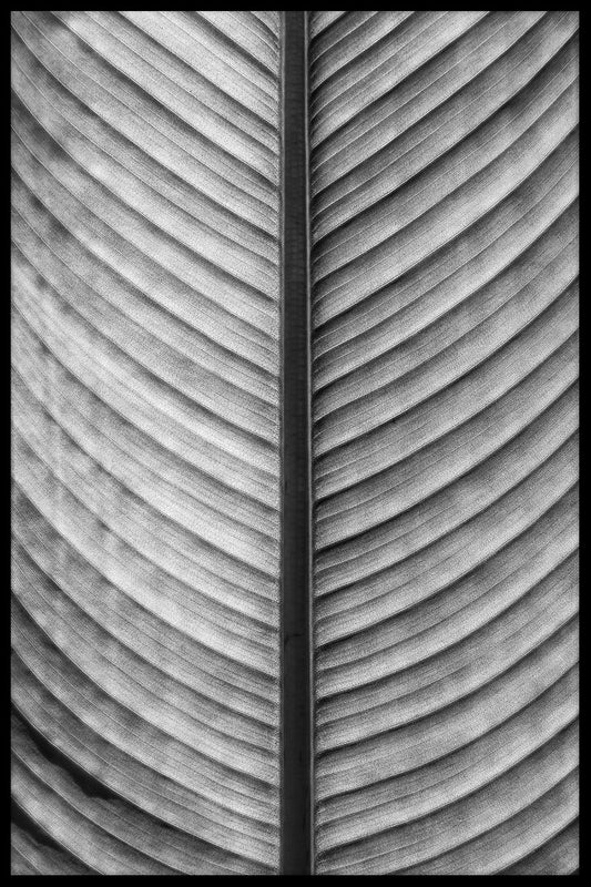 Black & White Palm Leaf juliste