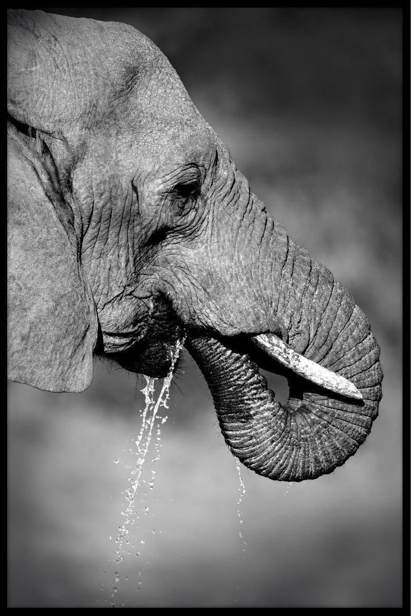 Elephant Drinking juliste