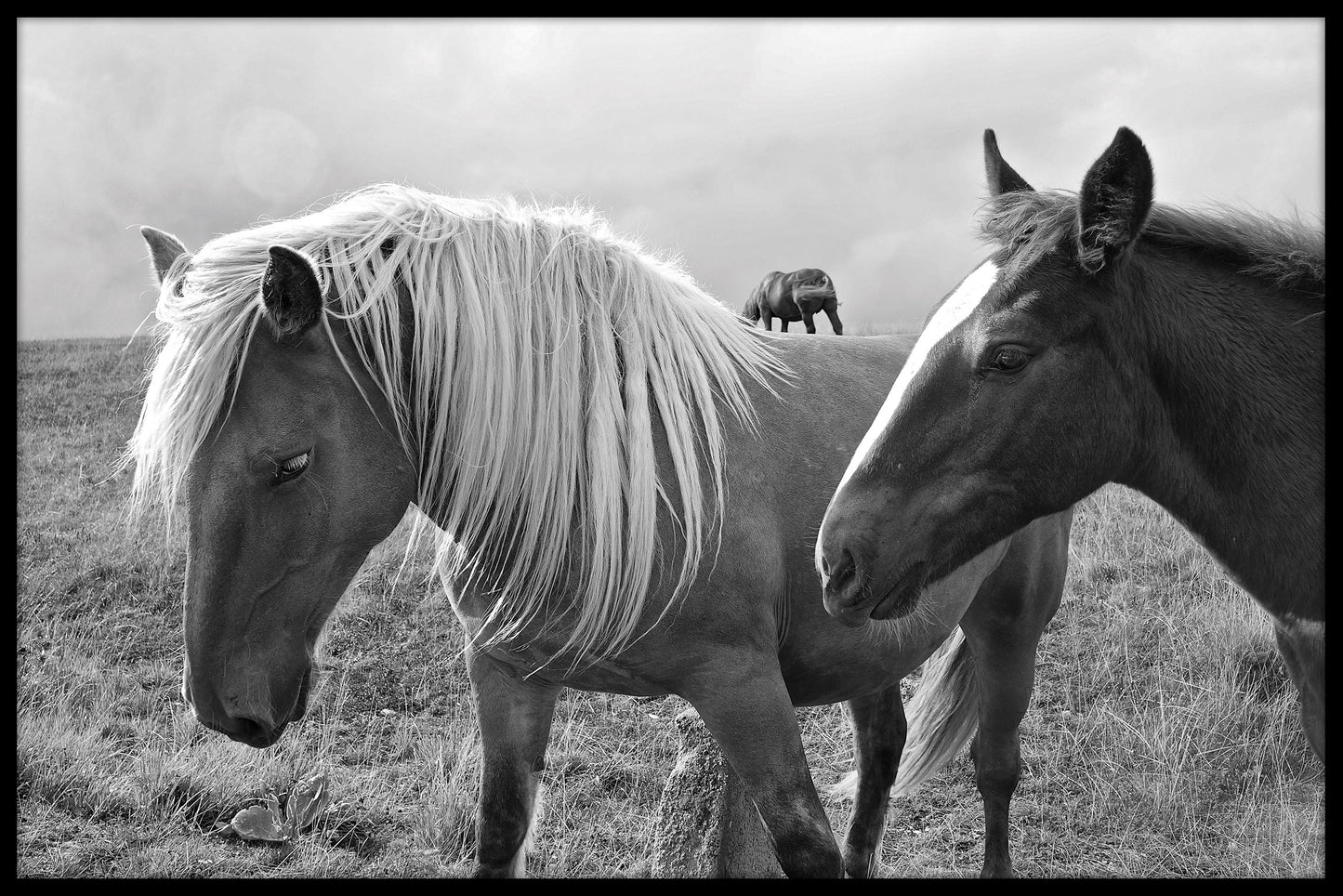 Horses Abruzzo Black & White juliste