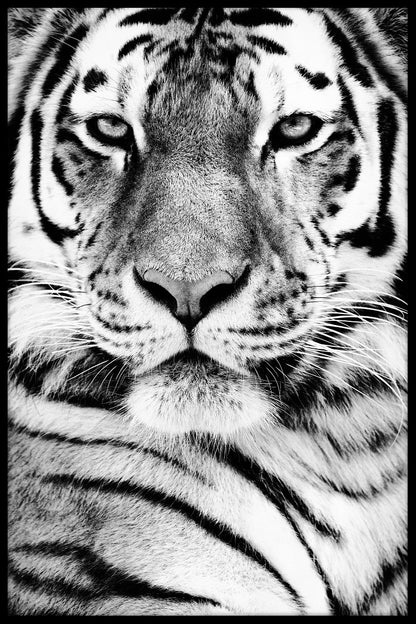 Siberian Tiger Portrait juliste