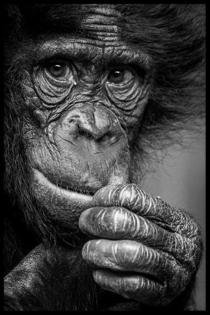 Bonobo Looking Thoughtful juliste
