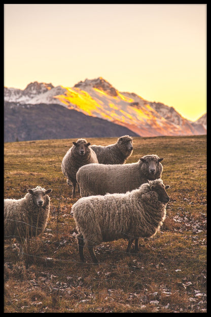 New Zealand Sheep juliste