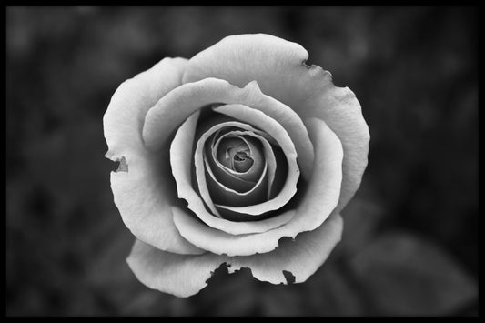 White Rose In Black and White juliste