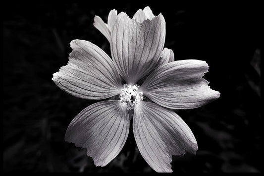 Black and White Flower juliste