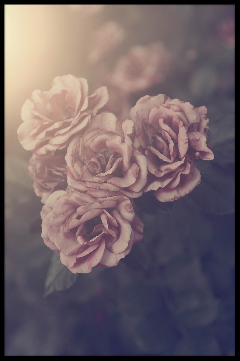 Vintage Rose juliste