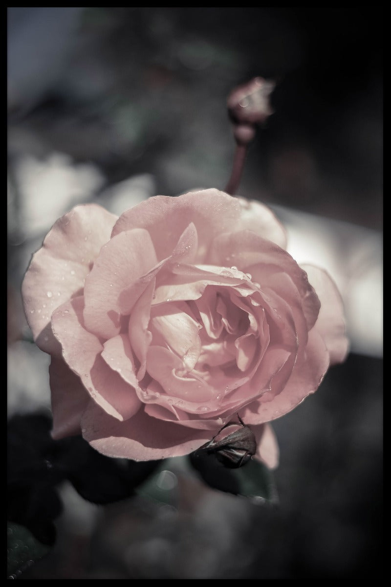 Peach Rose juliste