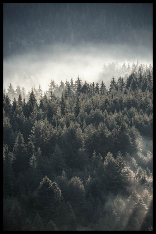 Misty Pine Forest juliste