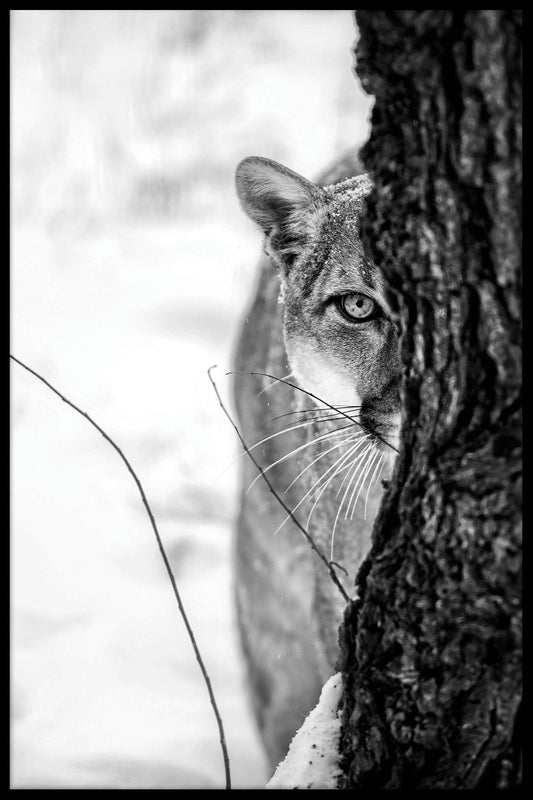Cougar Portrait juliste