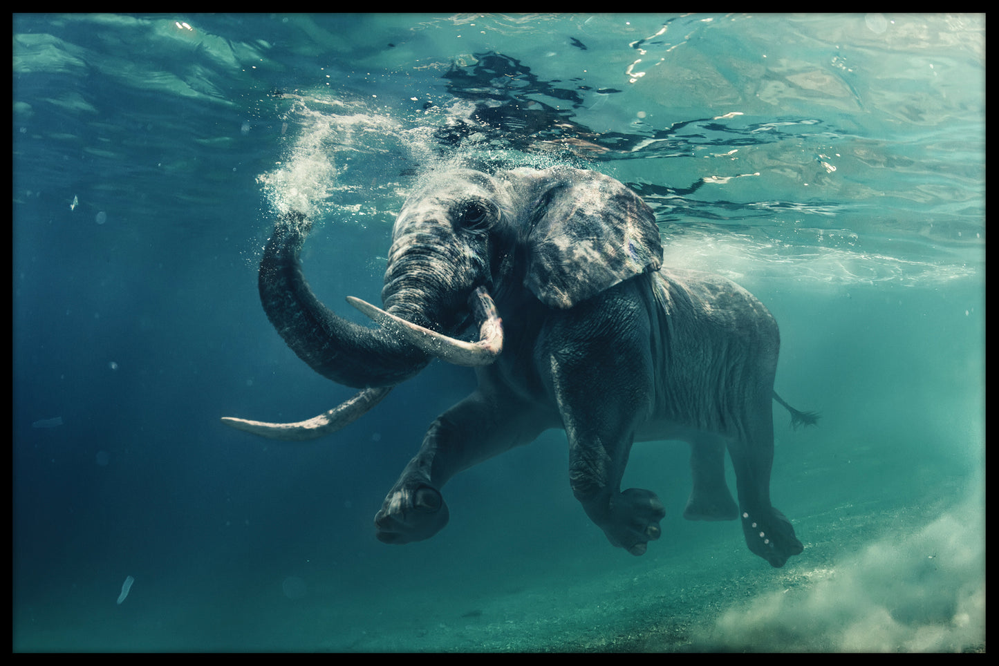 Swimming Elephant juliste