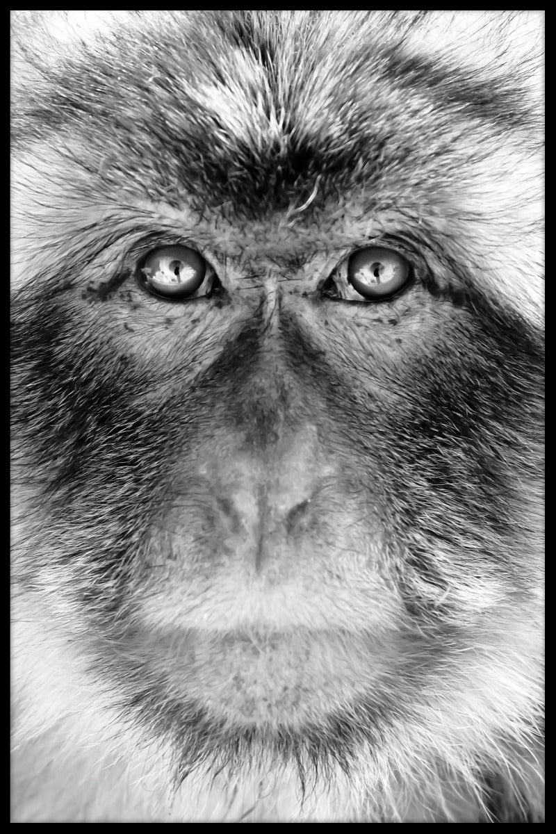 Gibraltar Macaques juliste