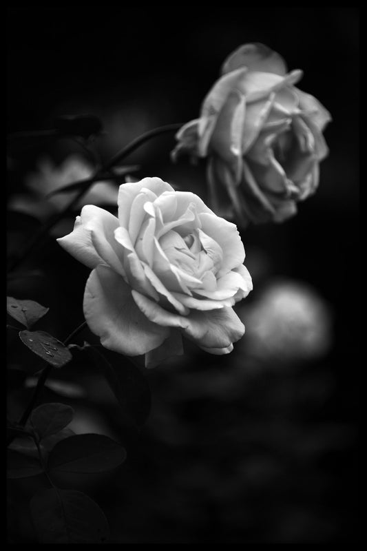 Black & White Roses juliste