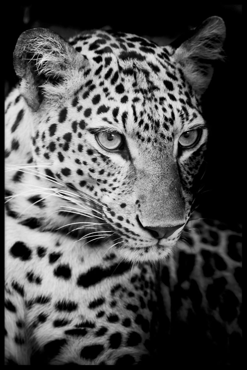 Leopard N02 juliste