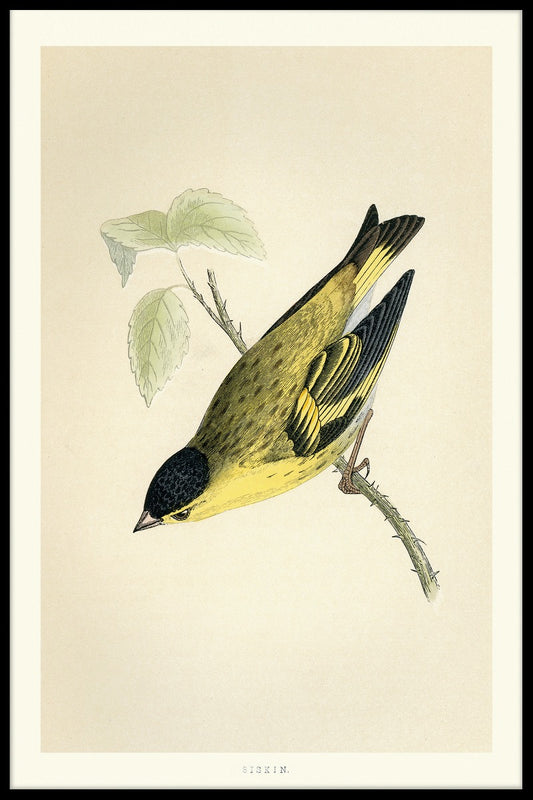 Eurasian Siskin juliste