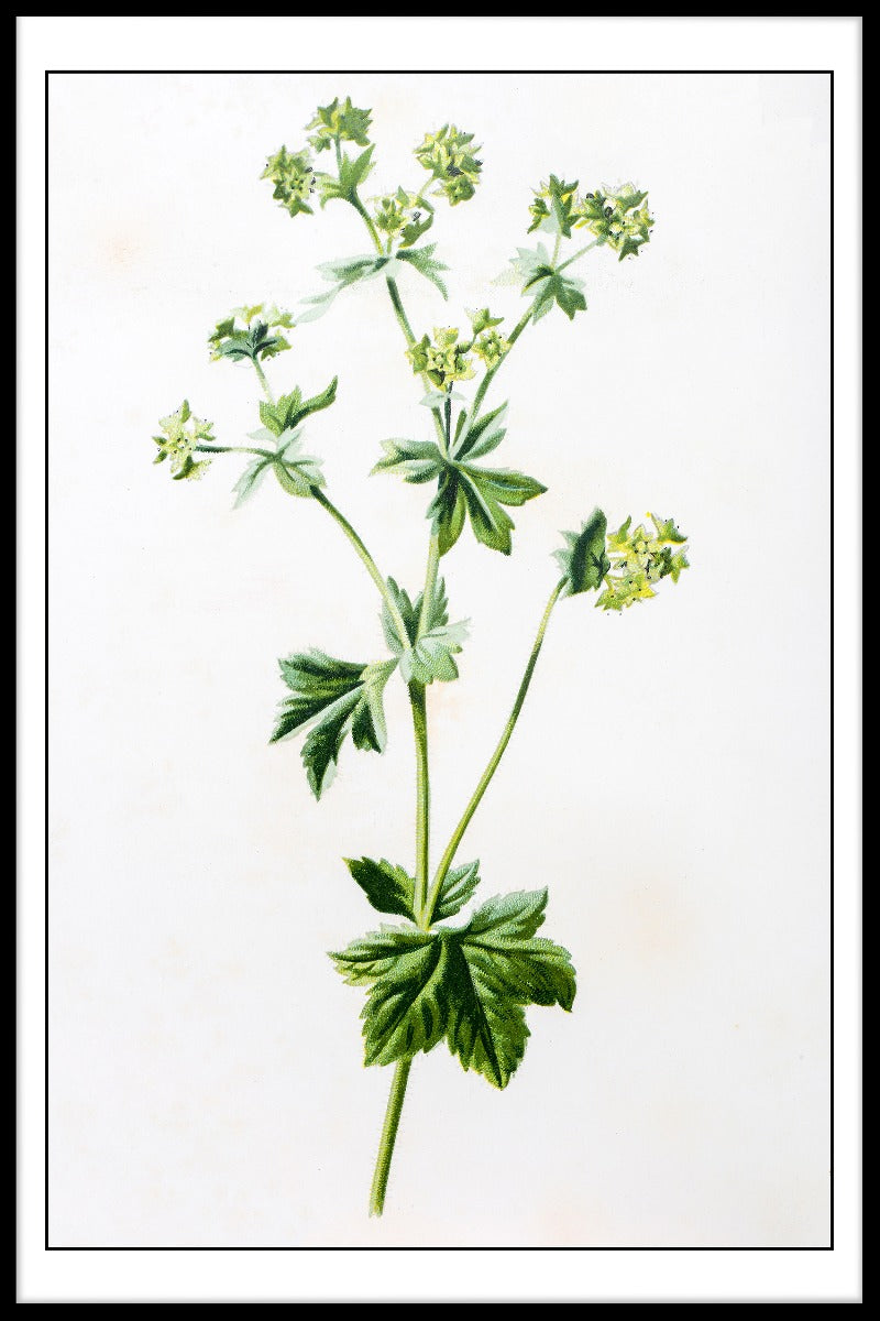 Alchemilla Mollis Illustration juliste