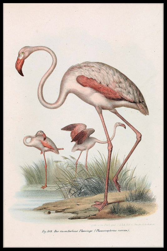 Phoenicopterus Roseus juliste