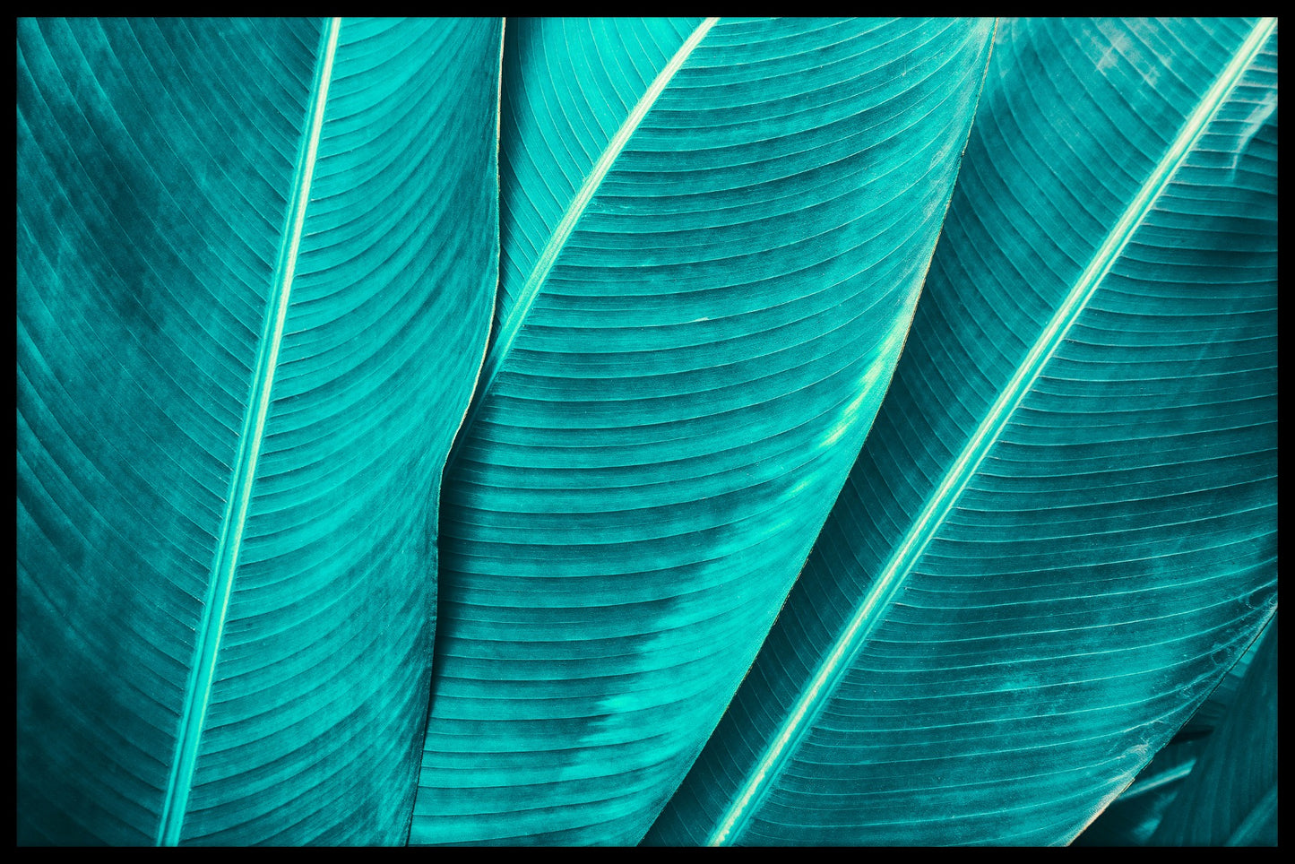 Tropical Palm Leaf juliste