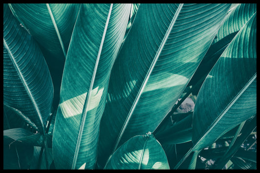 Tropical Palm Leaf N02 juliste