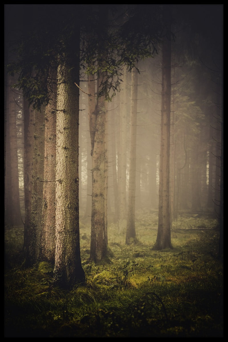 Dark Misty Forest juliste