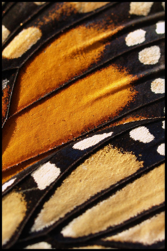 Butterfly Wing juliste